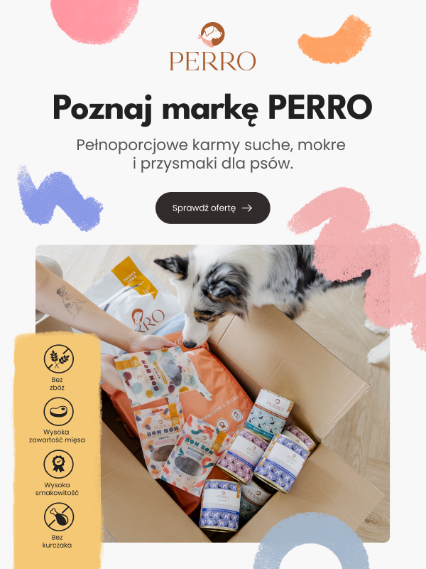 pies patrzący do kartonu z pokarmem